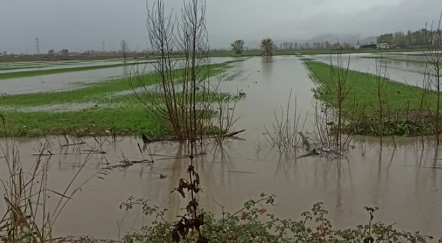 Situata pas reshjeve në Lezhë, 20 ha tokë bujqësore ende e përmbytur