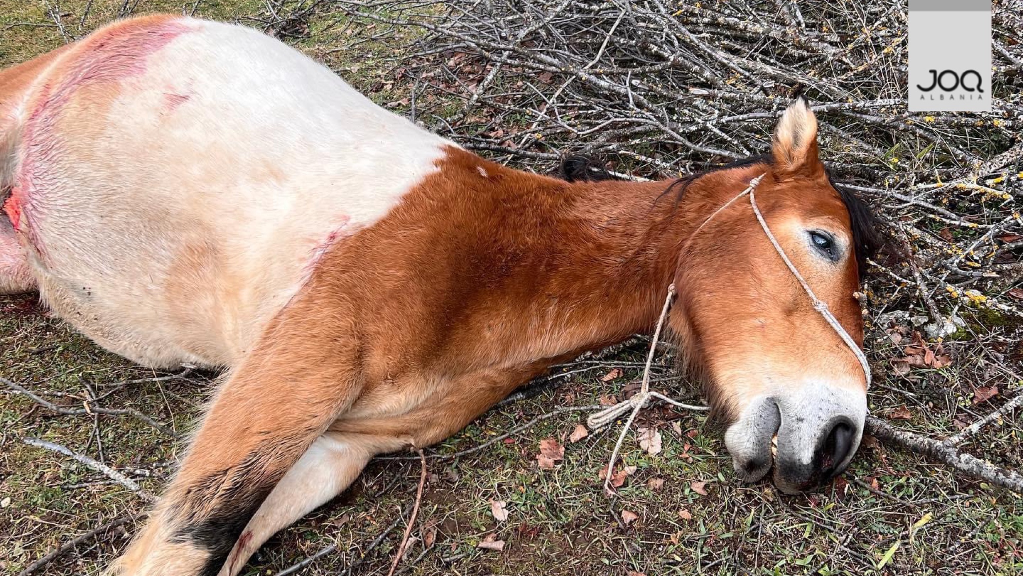 Mizori në Shqipëri/ Njerëzit vrasin me çifte kalin e një ferme!