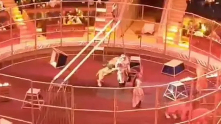 VIDEO/ Luani sulmon mësuesin e tij gjatë një shfaqje cirku
