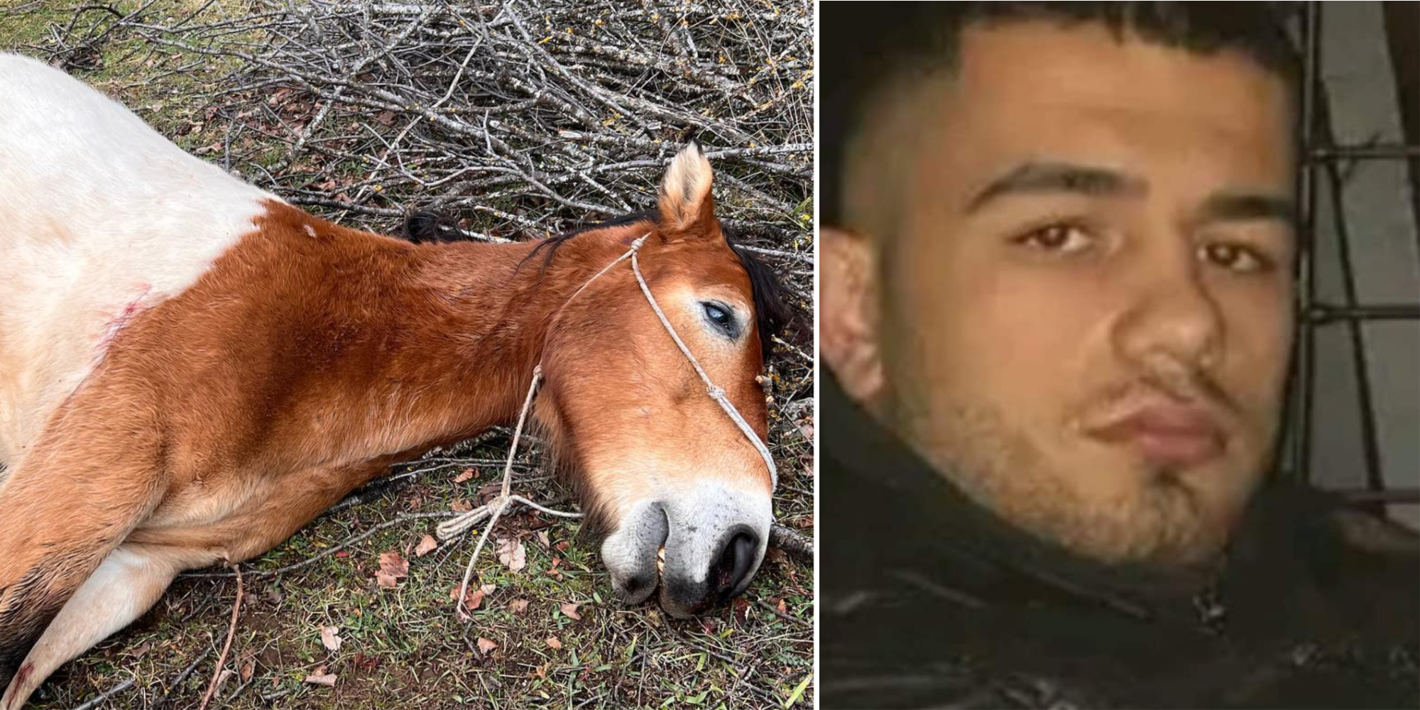 Vrau një kalë me armë gjahu dhe plagosi një tjetër, hetohet në gjendje të lirë 24-vjeçari