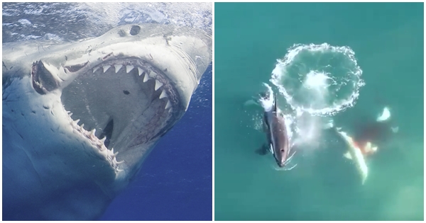 Për herë të parë në botë, filmohet nga ajri momenti kur balenat mishngrënëse vrasin peshkaqenin e madh të bardhë