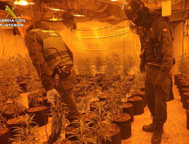 Zbulohen 3 plantacione me marijuanë në Spanjë, 3 të arrestuar, mes tyre 1 shqiptar