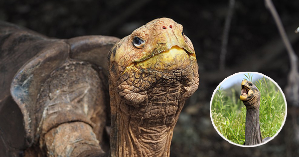 Breshka “e çmendur pas seksit” del në pension, shpëtoi llojin e tij nga zhdukja duke lënë femrat me barrë 800 herë