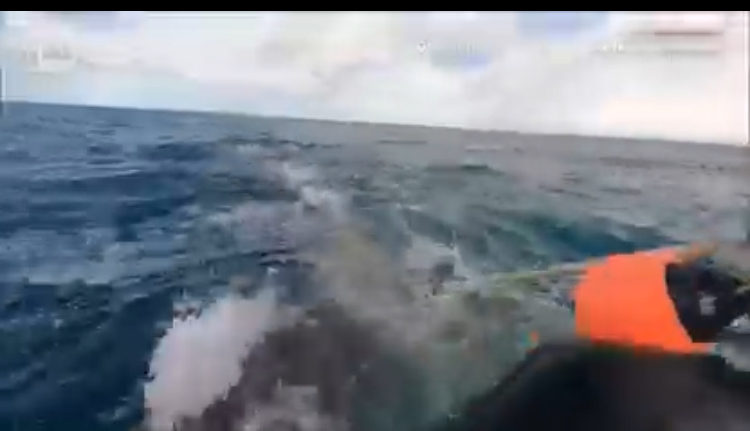 VIDEO/ Balena bën 800 milje e lidhur me litarë, shpëtohet nga disa peshkatarë
