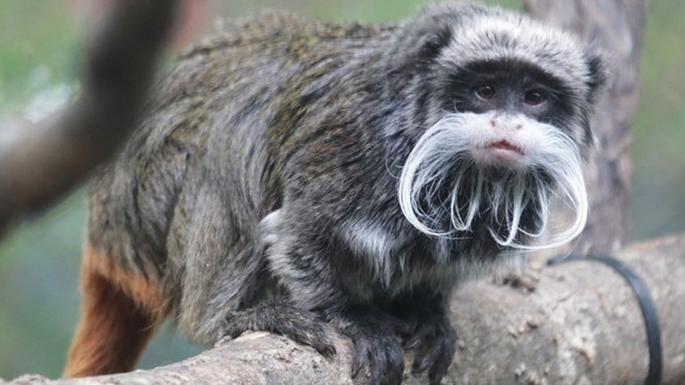 Dy majmunët e rrallë që ishin zhdukur nga kopshti zoologjik gjenden të gjallë