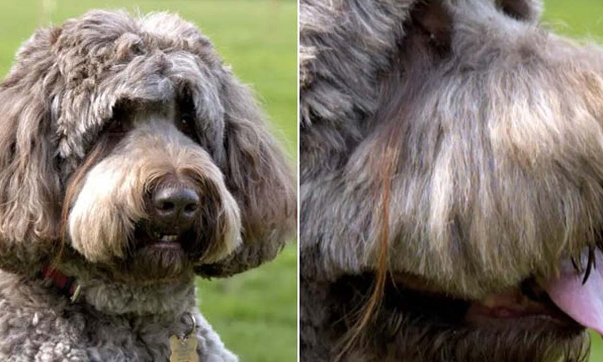 Qeni fiton Rekordin Botëror Guinness për qerpikët 17 cm të gjatë