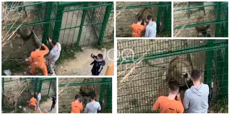 Luani i kopshtit zoologjik mjet për video Tik-Toku/ Dy të rinj e keqtrajtojnë, kujdestarët në gjumë