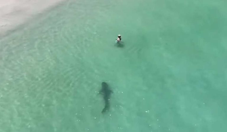 VIDEO e frikshme/ Peshkaqeni shkon afër bregut të detit, qytetarët që po notonin nuk e shohin