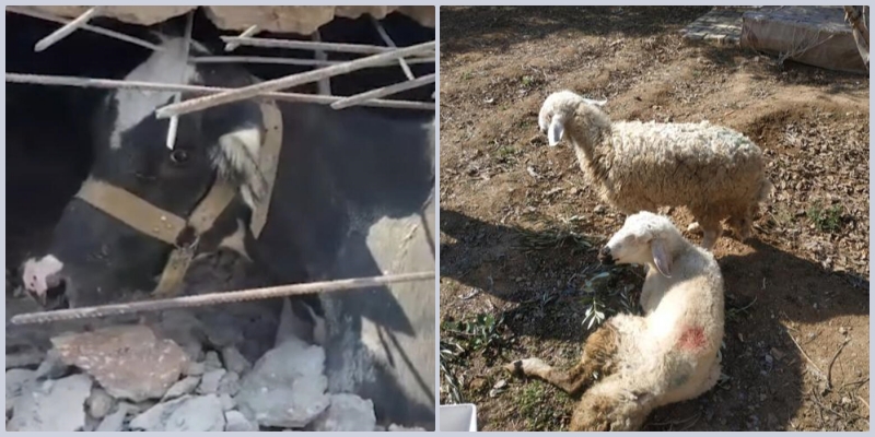 Vijojnë kërkimet në Turqi/ 1 lopë dhe 2 dele nxirren nga rrënojat pas 17 ditësh