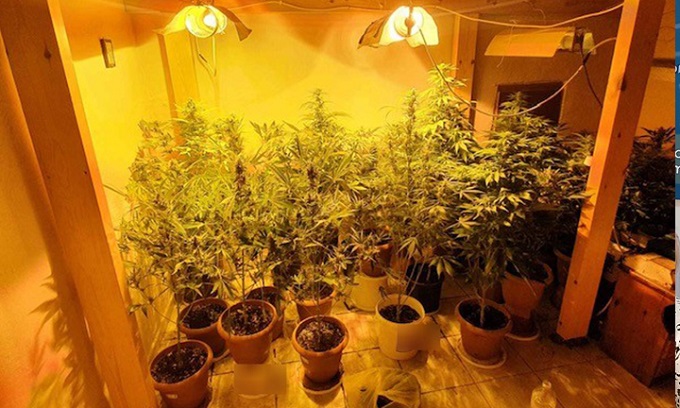 Në kërkim prej 1 viti për kultivim kanabisi, arrestohet Artur Tema në Fushë-Krujë