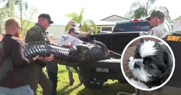 U përpoq të shpëtonte qenin, 85-vjeçarja shqyhet nga krokodili me peshë 317 kilogram
