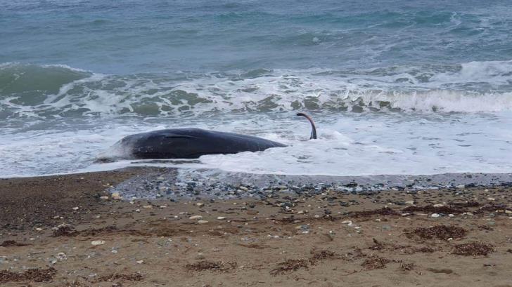 Balenat ngordhin në Qipro, ekspertët tregojnë lidhjen me tërmetin në Turqi