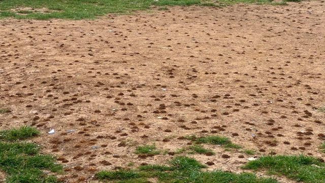Milingonat ‘pushtojnë’ fushën në lagjen e shqiptarëve, fëmijët s’kanë ku luajnë me top