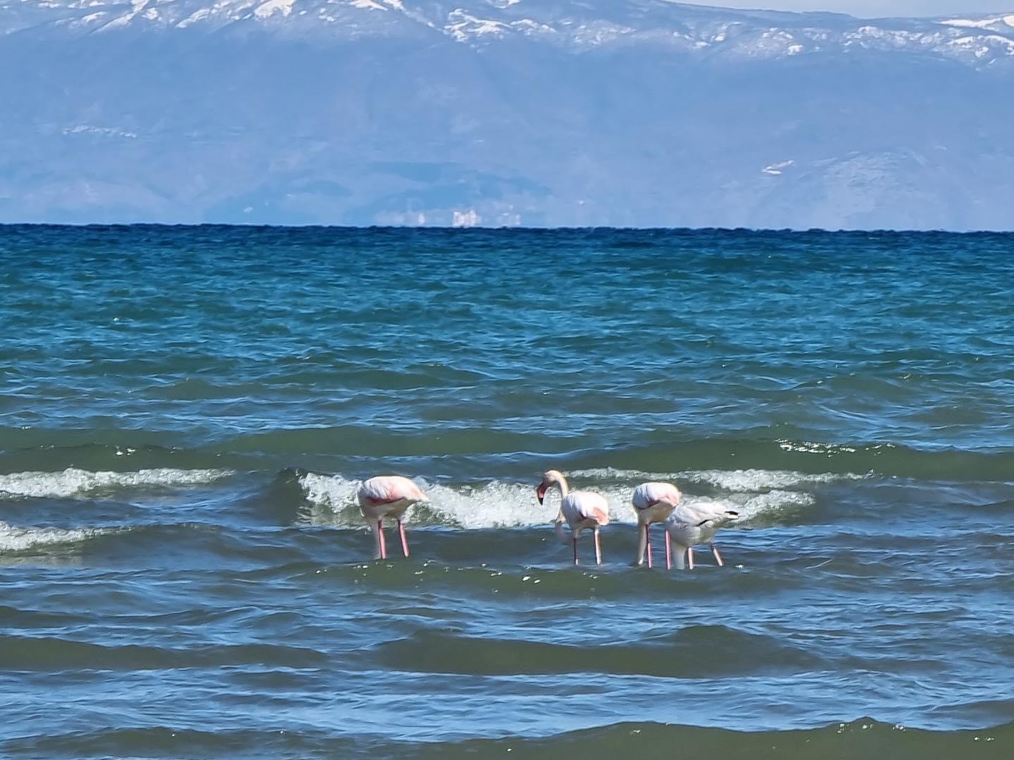 Flamingot rikthehen në liqenin e Ohrit por nuk do qëndrojnë gjatë