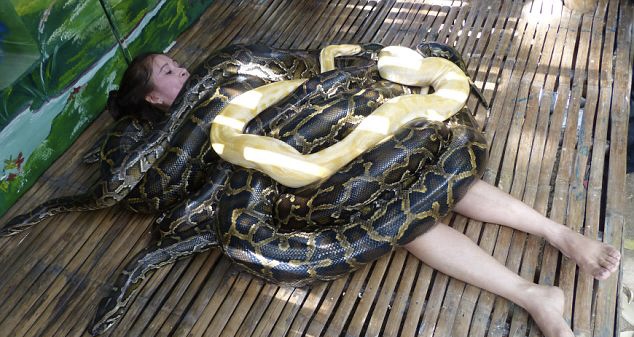 Masazh me gjarpërinj për turistët e stresuar në Filipine