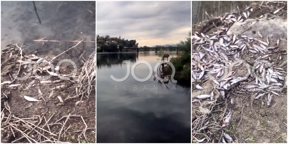 Masakër mjedisore në Shkodër/ Peshqit i vrasin me korrent dhe i hedhin në tokë