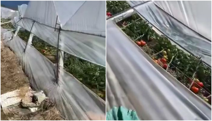 Cikloni dëmton serat e fermerit në Velmish të Fierit: Dëmi është mbi 50 milion lekë