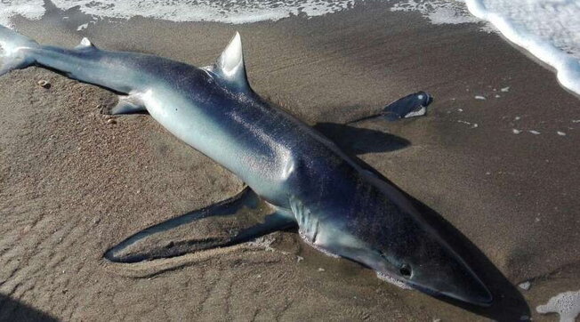 Po luftonte për jetën: Peshkaqeni blu del në breg, lind 20 të vegjlit dhe ndordh