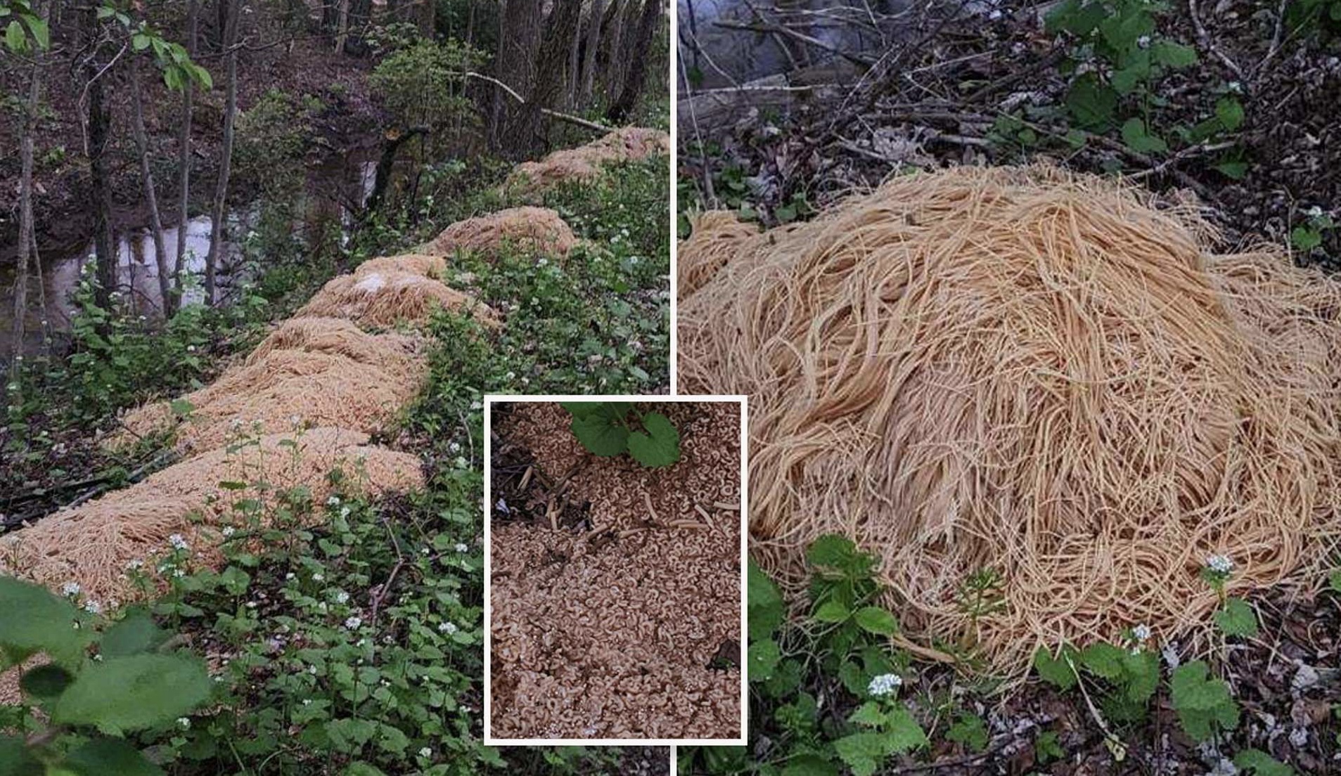 Qindra kilogramë makarona gjenden në pyll, mister kush i hodhi