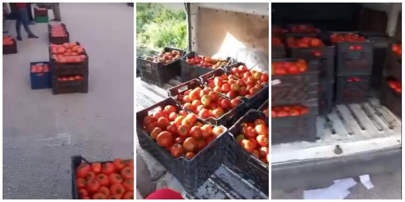 Fermerët e Lushnjës pa treg/ Arkat plot me domate, por askush nuk shkon t’i blejë