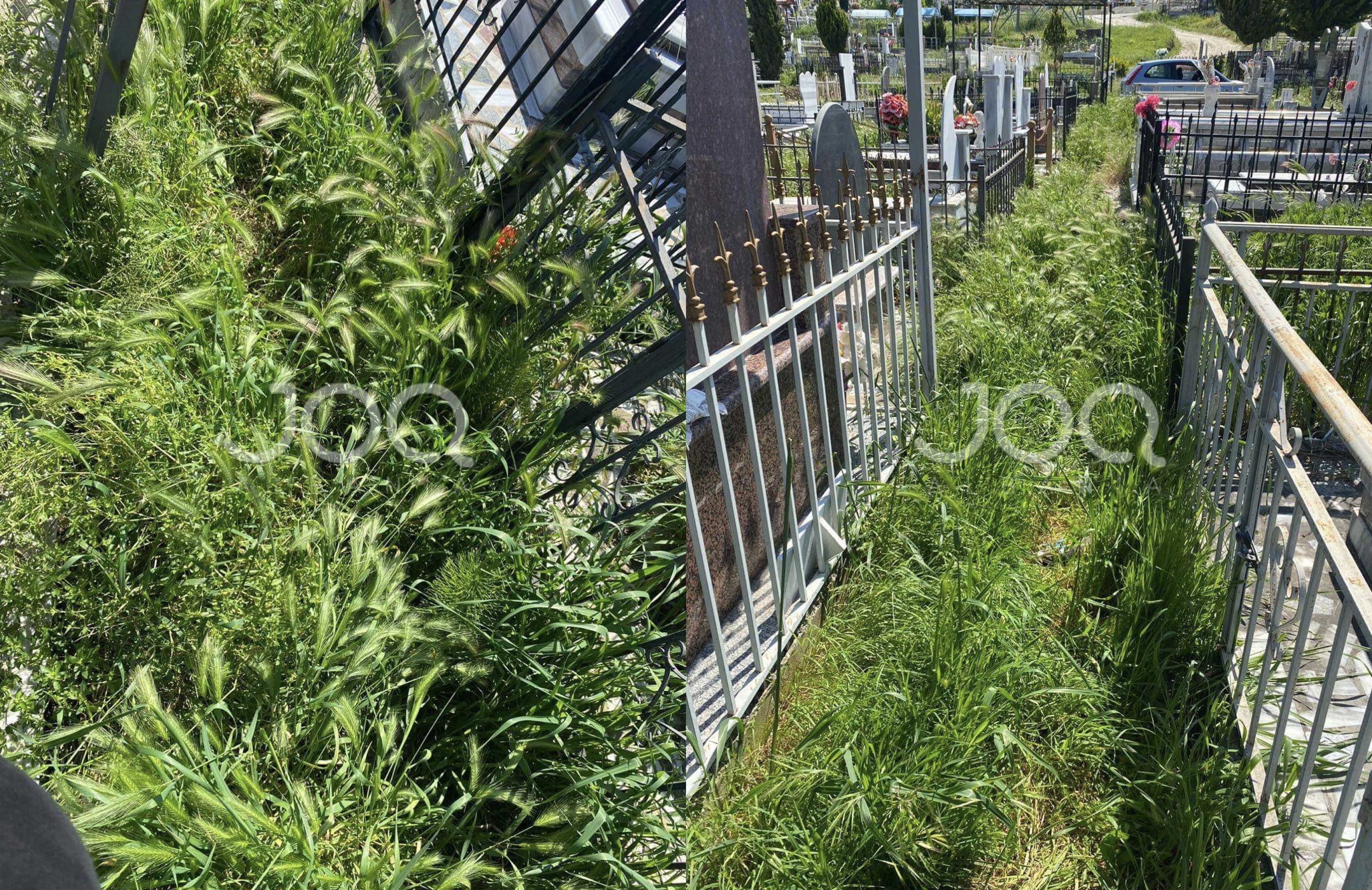 Në Vlorë qytetarët nuk shkojnë dot në varreza, frikësohen nga gjarpërinjtë