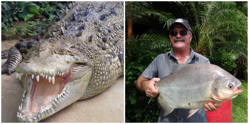 I zhdukur prej disa ditësh, trupi i peshkatarit gjendet brenda krokodilit