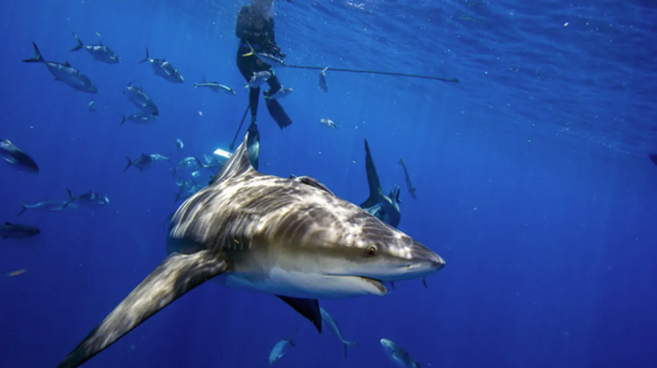 22-vjeçarja shkon në ishullin luksoz për të festuar diplomimin, peshkaqeni e sulmon në këmbë