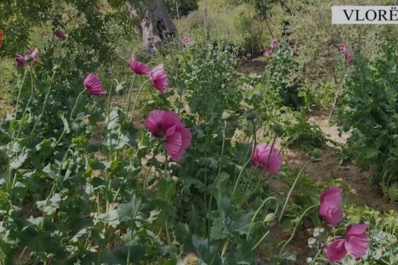 Policia e akuzoi se mbolli opium në oborrin e shtëpisë, lirohet mësuesi nga Drithasi