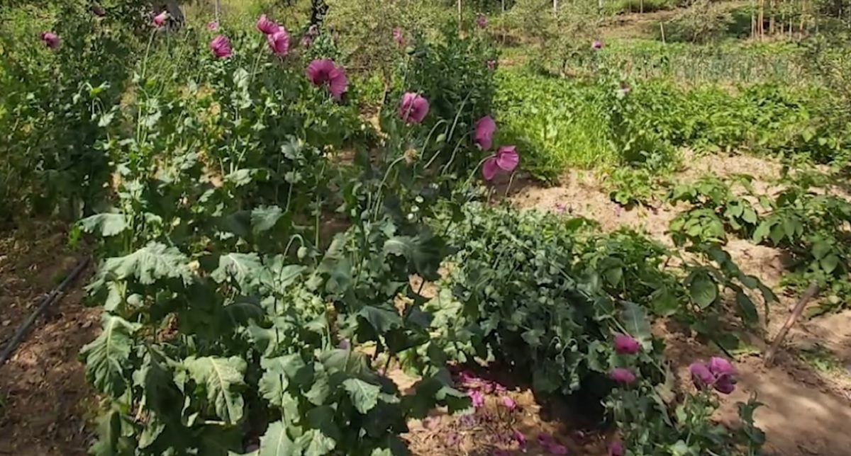 54-vjeçari Tolem Lamaj kultivon 70 bimë opiumi në Vlorë