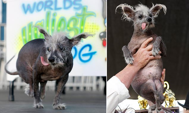 “Scooter-i” kinez shpallet qeni më i shëmtuar në botë