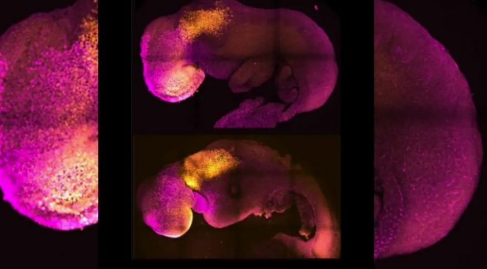 Interesante! Shkencëtarët krijojnë embrionin njerëzor sintetik