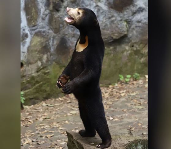 Bëhet virale video, qytetarët pretendojnë se arinjtë  në një kopsht zoologjik në Kinë janë njerëz të veshur me kostum