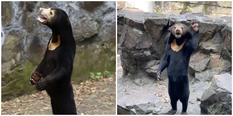 Ariu kinez po ‘çmend’ rrjetin, ngrihet në këmbë dhe përshëndet njerëzit