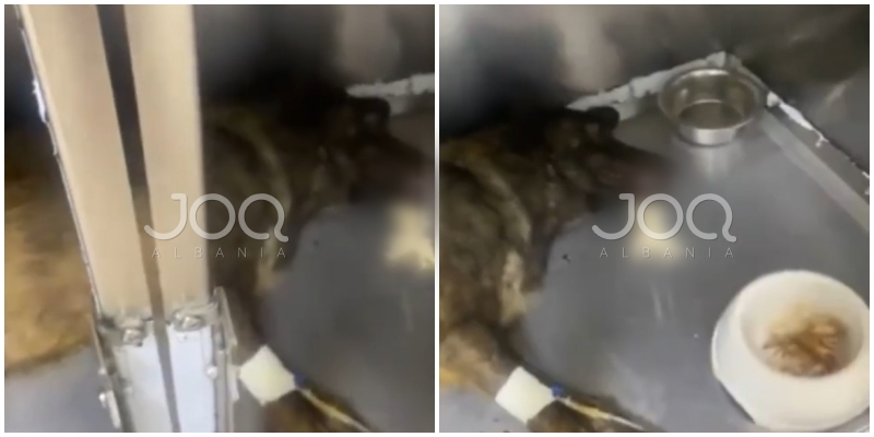 “Bashkia e Elbasanit po helmon qentë, rasti i fundit në Bradashesh”