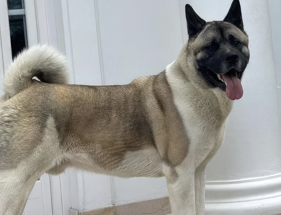 Qeni Akita Amerikan humb në Elbasan, kërkohet ndihmë për gjetjen e tij