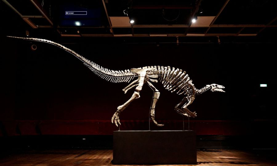 Skeleti i një dinozauri 150 milionë vjeçar do të shitet në Paris