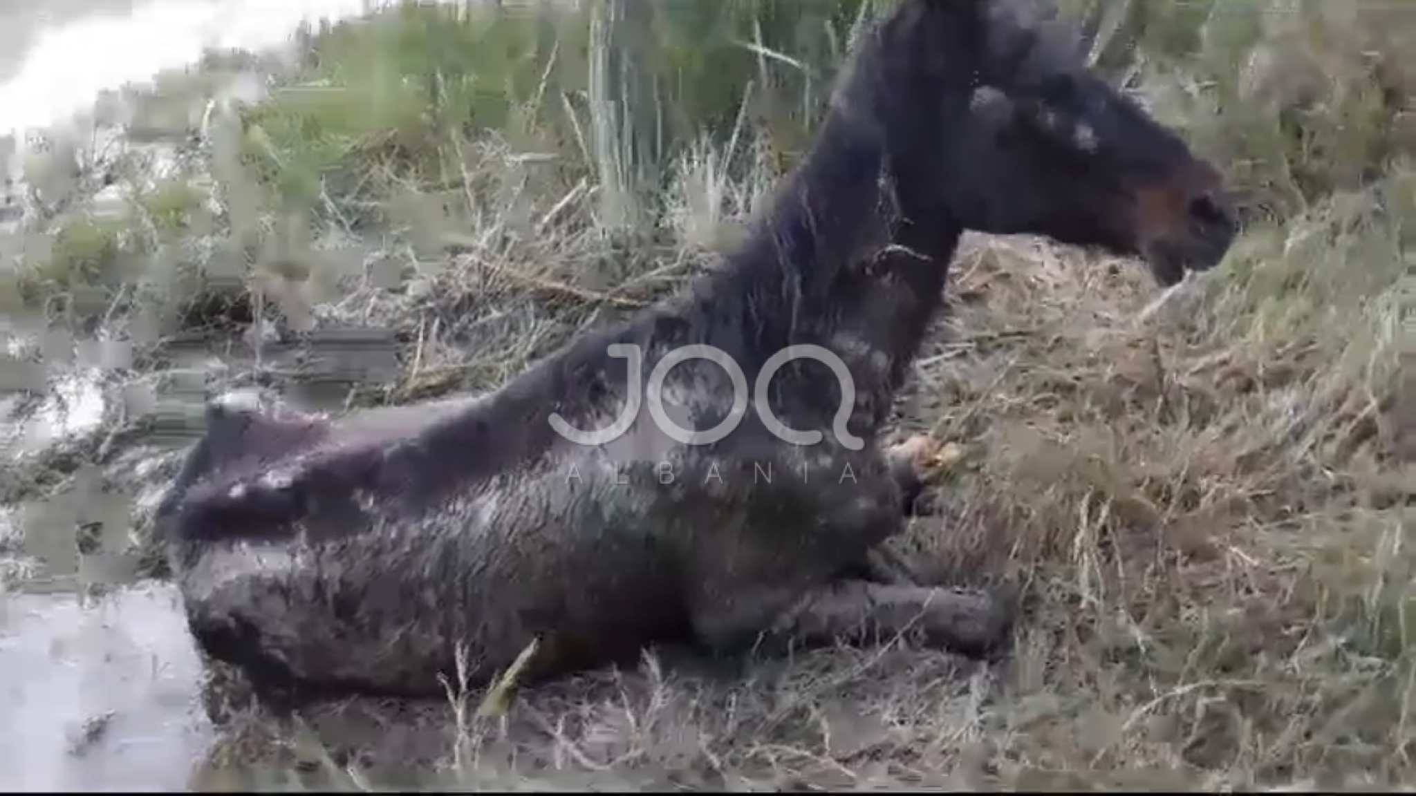 Një kalë në Berat në mëshirë të fatit: “E kanë braktisur prej moshës ose sëmundjes”