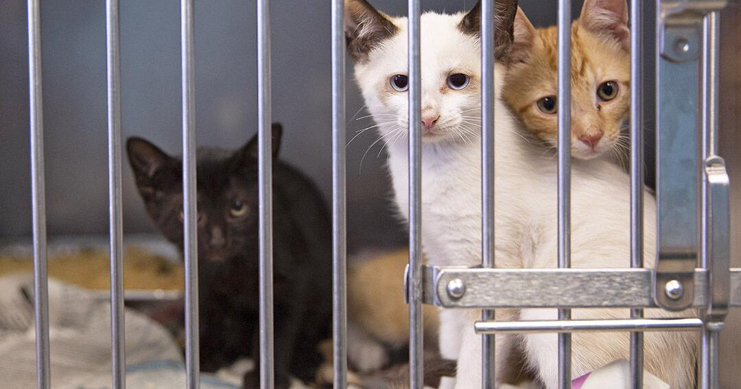 1000 mace shpëtohen nga thertorja, mishi i tyre do shitej si derri e deleje