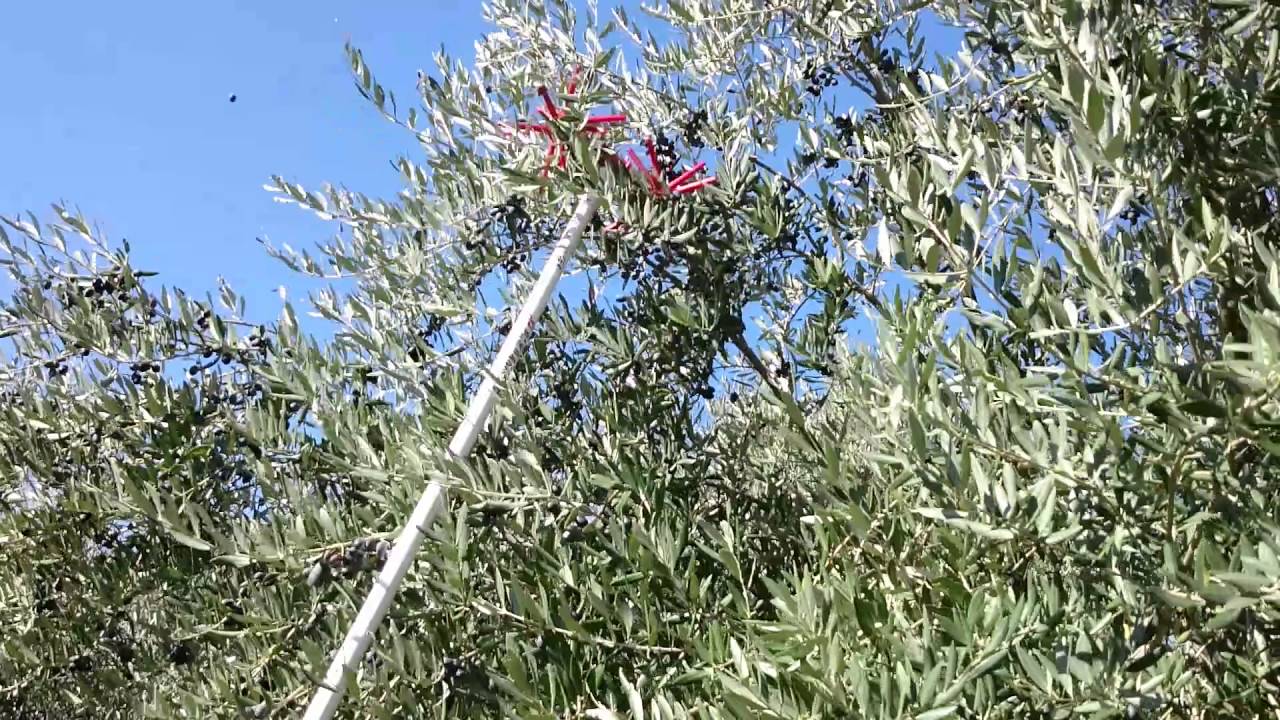 Prodhimi i ulët i ullirit rrit çmimin e vajit me 30% këtë vit