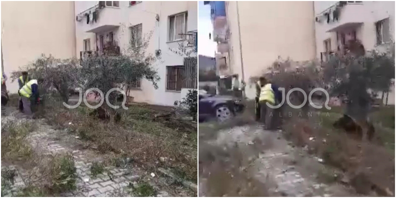 “Bashkia e Elbasanit po shkatërron lulishten e banorëve, ka nisur të presë pemët”
