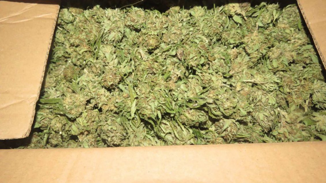 Vidhen mbi 550 kilogramë marijuanë nga një fabrikë në Çegran të Tetovës