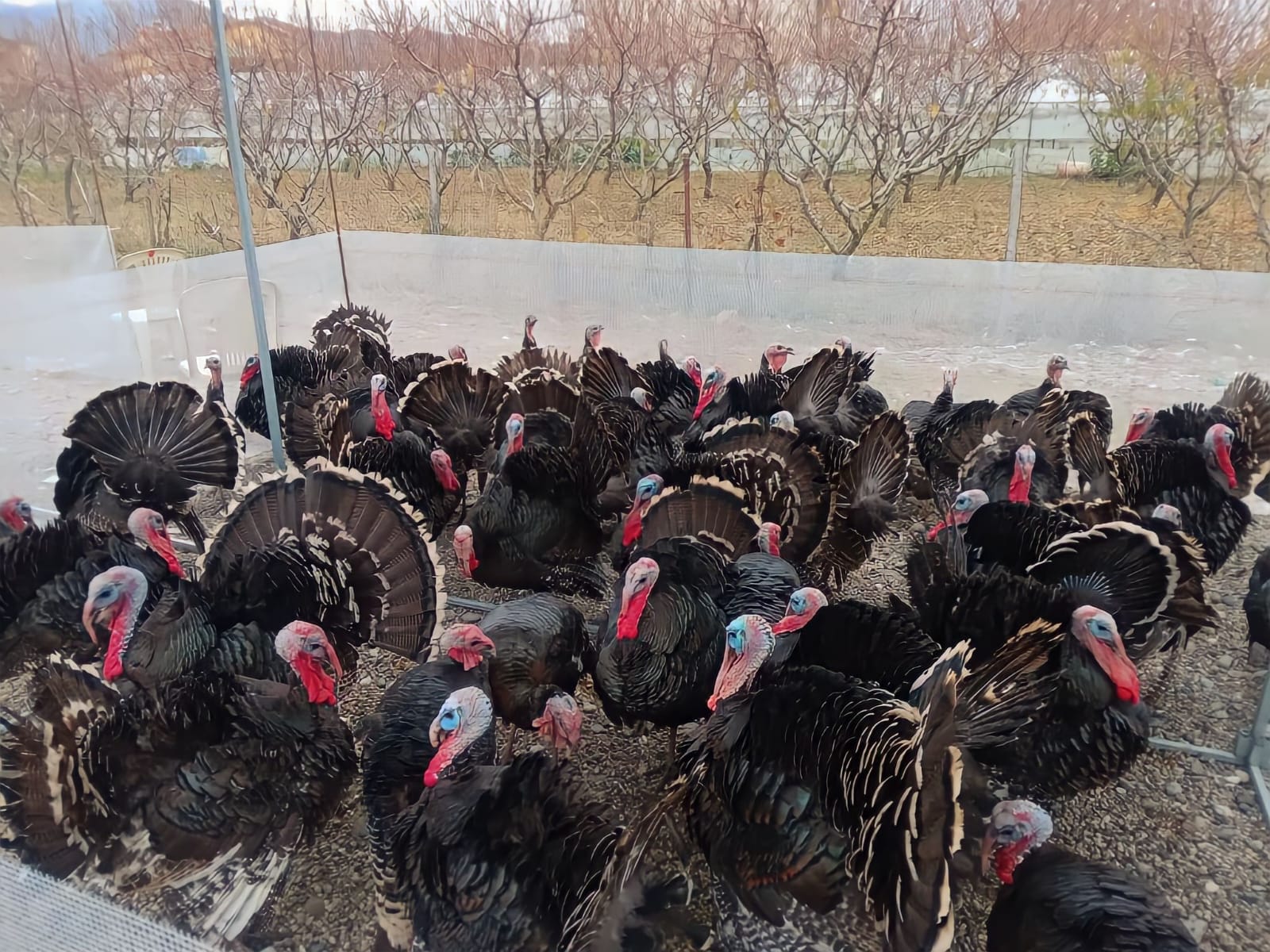 Në prag të festave të fundvitit “fluturon” çmimi i gjelit të detit