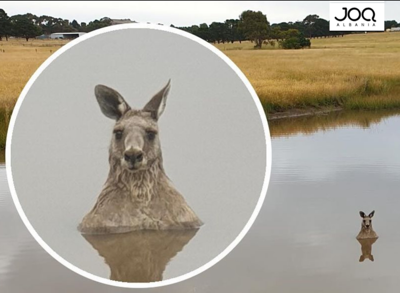 Arsyeja e frikshme pse kangurët futen në ujë dhe presin njerëzit t’i afrohen