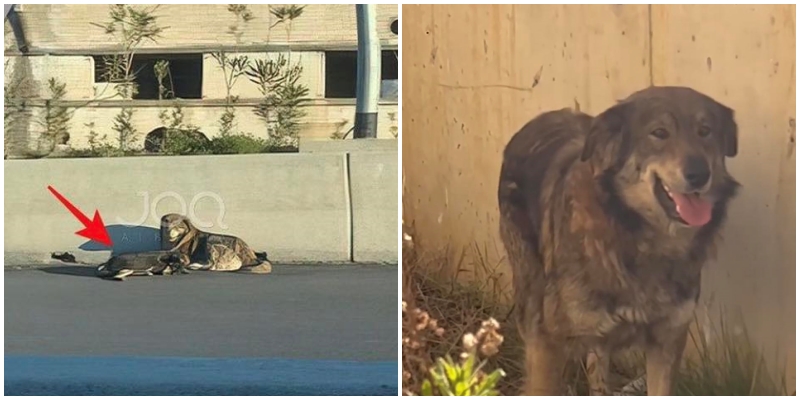 Ruante ‘shokun’ që i përplasi makina, shpëtohet qeni besnik në Shkozë