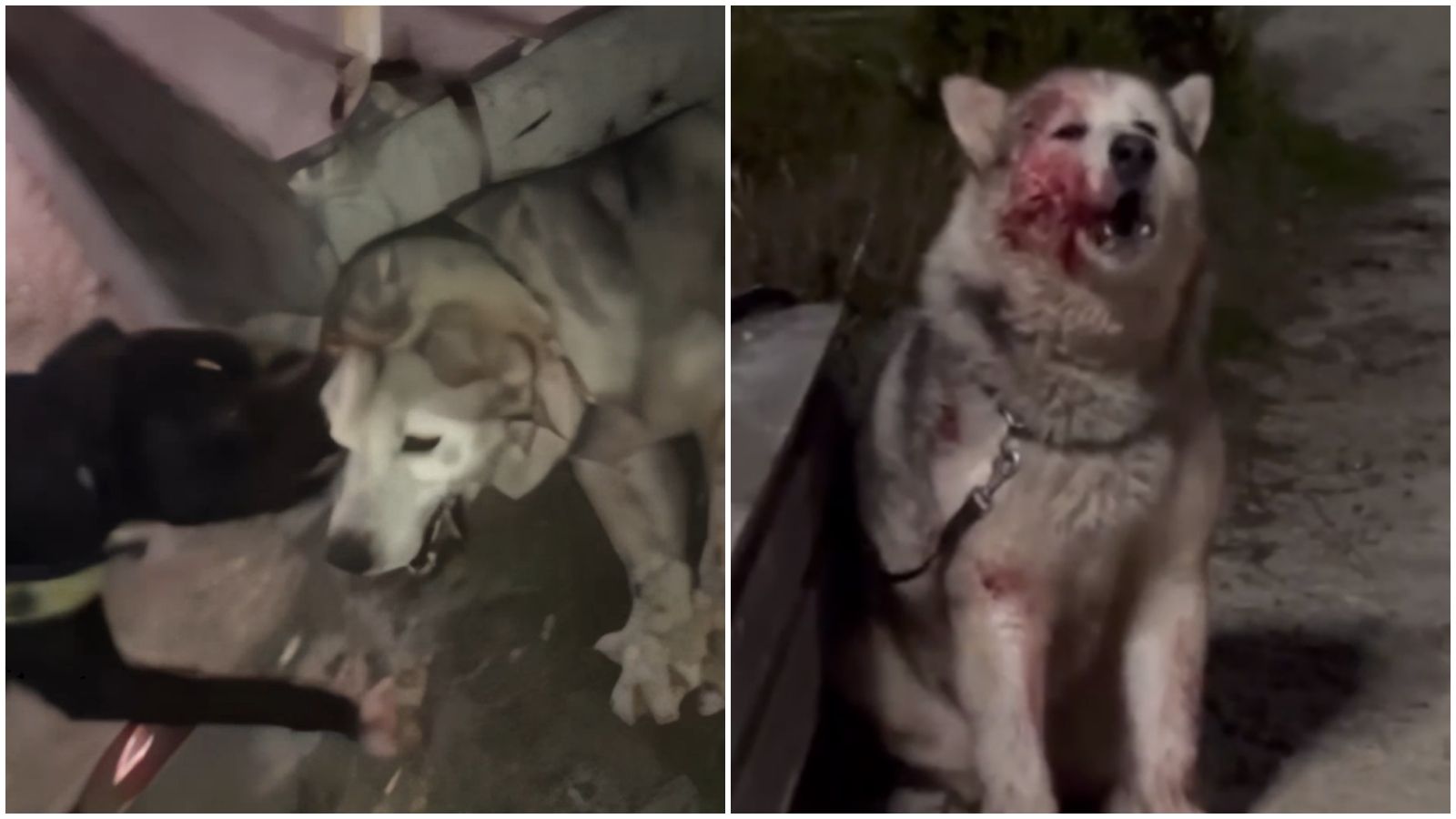 E tmerrshme/ 2 adoleshentë i sulin ‘Pitbull-at‘ – Huskyt, i bëjnë video për snapchat