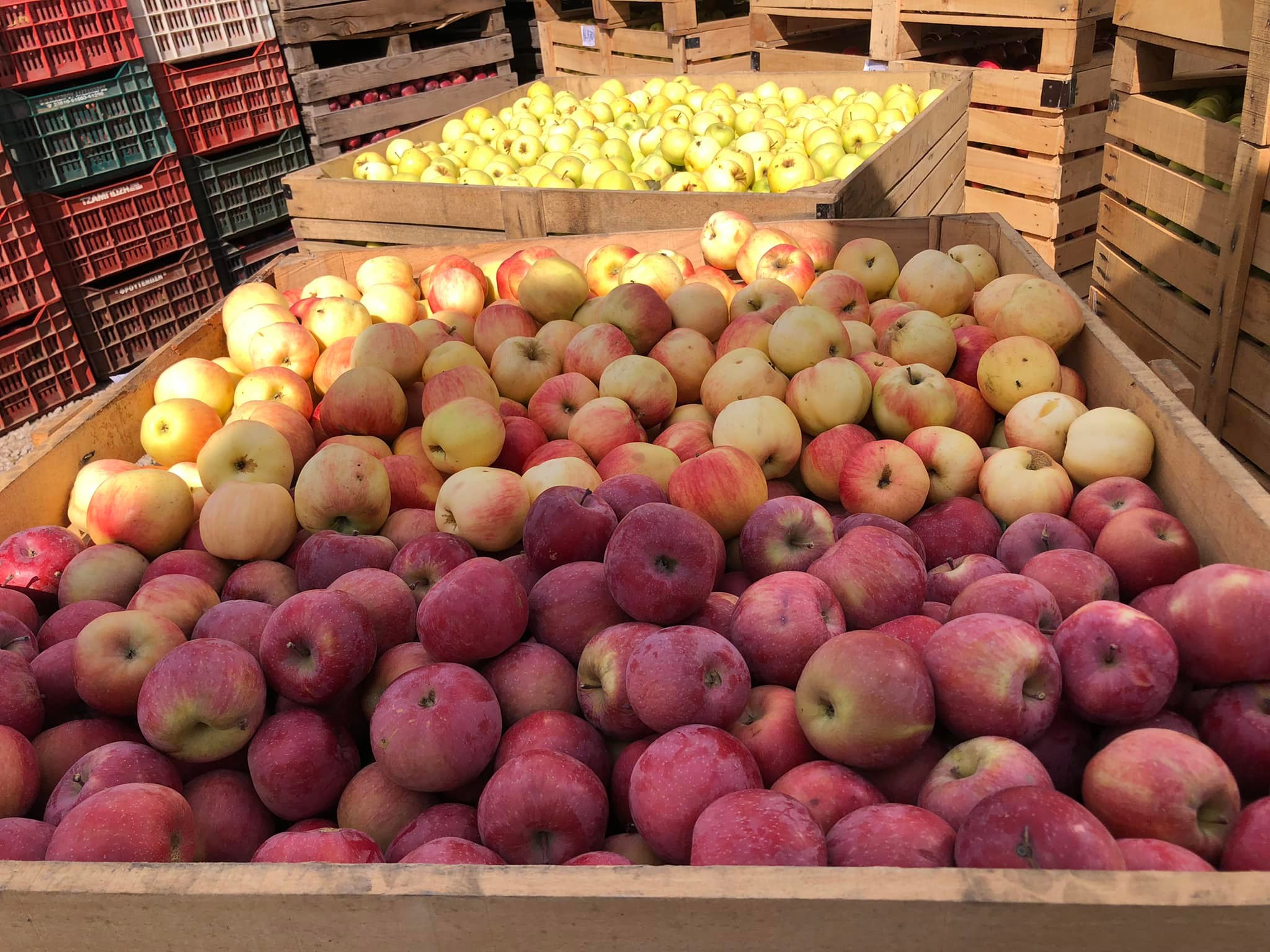 15 mijë ton mollë Korçe mbetet pa shitur, shkak importi nga Serbia