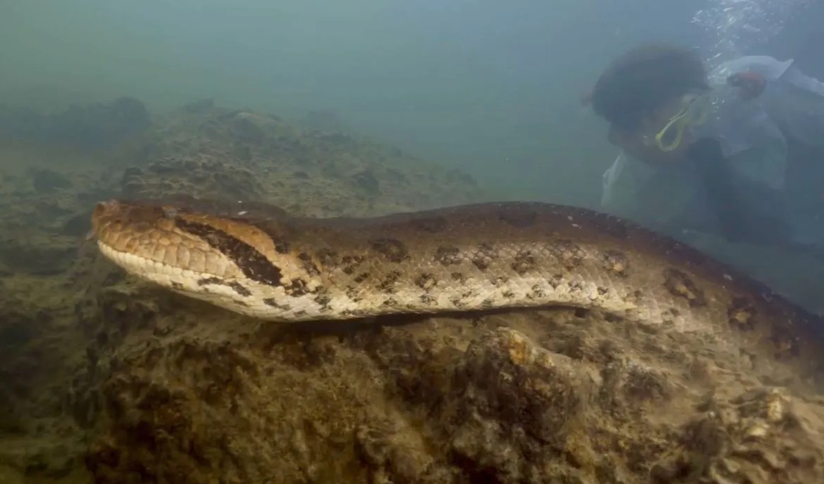 Anakonda më e madhe në botë vritet një muaj pasi u zbulua