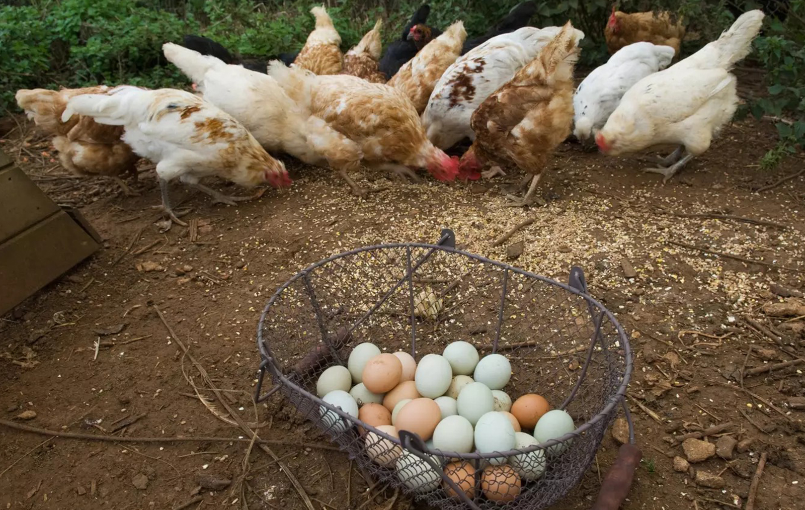 Shkencëtarët më në fund zbulojnë nëse pula apo veza erdhi e para