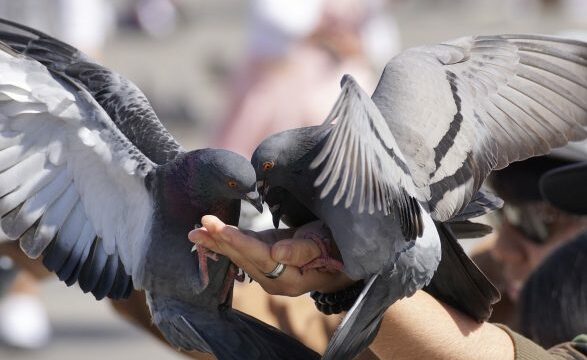 Kosovarit në Gjermani i vidhen 65 pëllumba – kaq euro u dëmtua