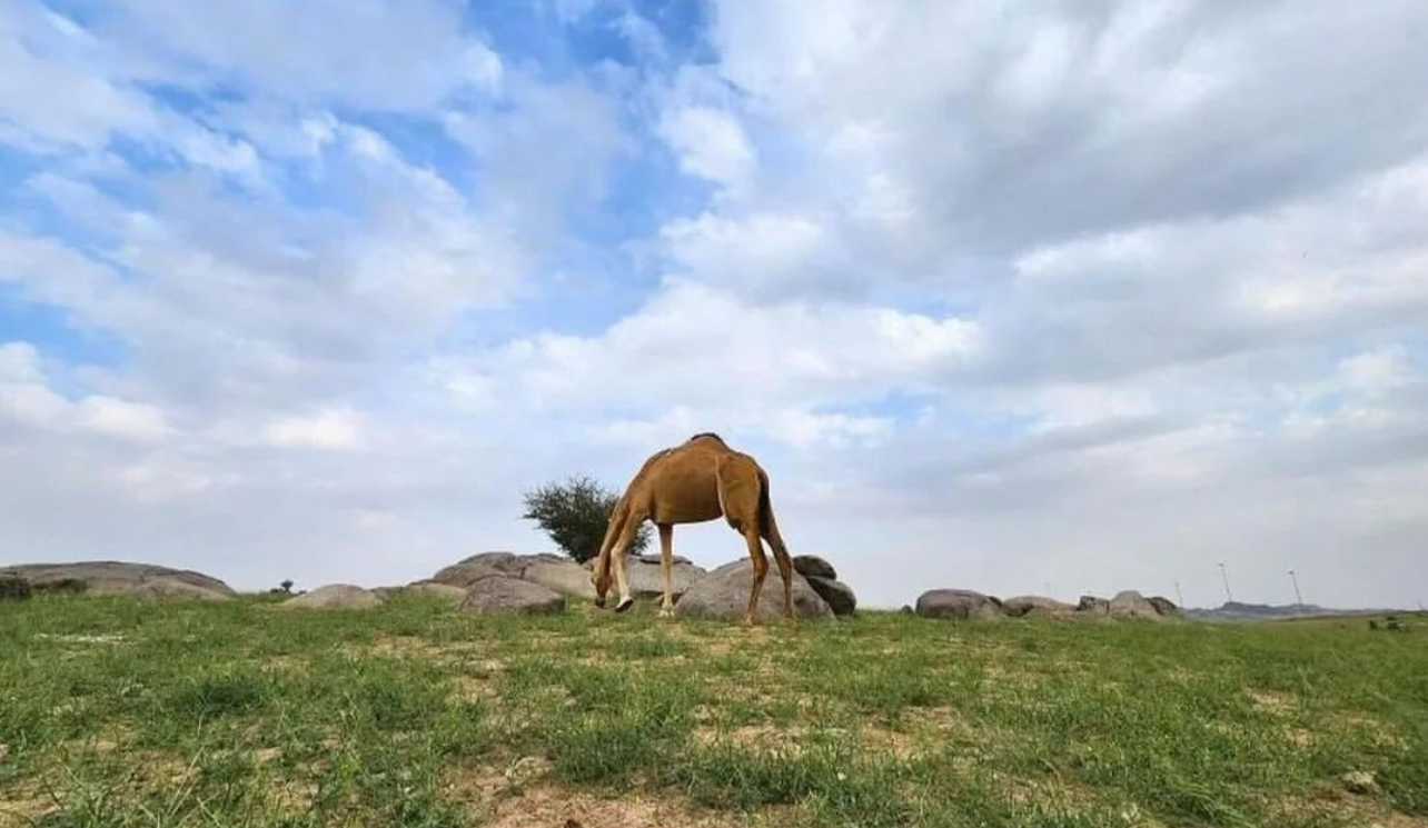 Gjelbëron shkretëtira në qytetet e shenjta të Mekës dhe Medinës në Arabinë Sauditë